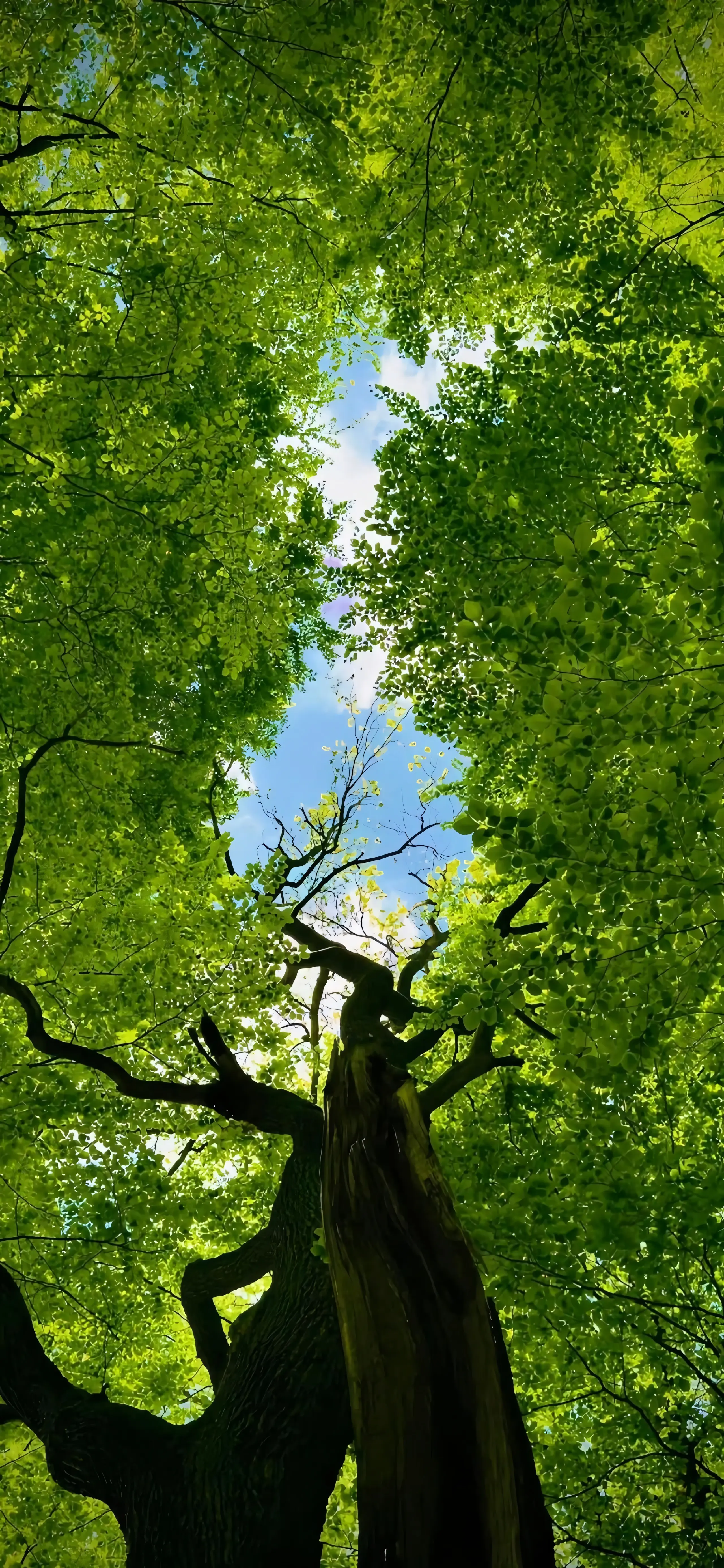 Mobile background image of the blog